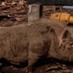 EE.UU. afirmó haber ayudado a bombardear un campamento de narcotraficantes. En realidad, era una granja lechera