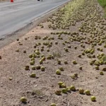 Choque en Ruta 22: condenan a una conductora tras el vuelco de un camión con fruta en Roca