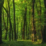 Día Internacional de los Bosques: la importancia de contar con una ley para frenar la deforestación